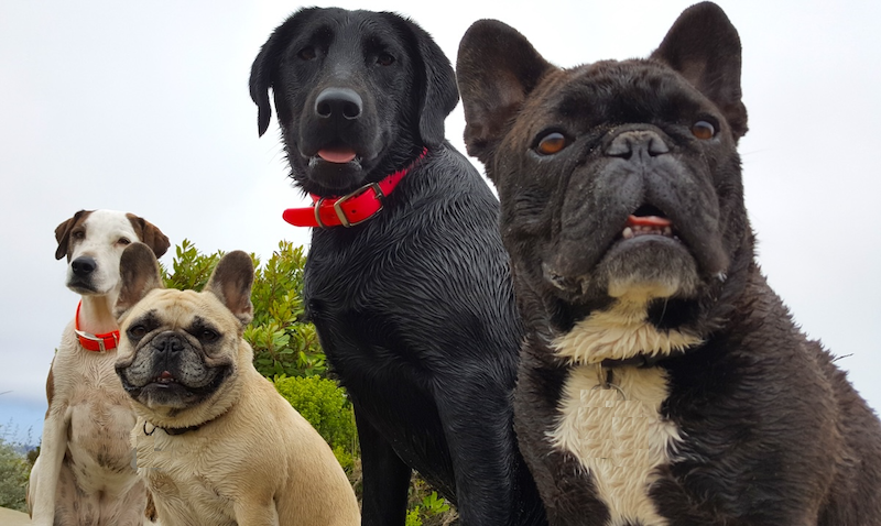 Several dogs relaxing after a rainy 30A post-hike recovery